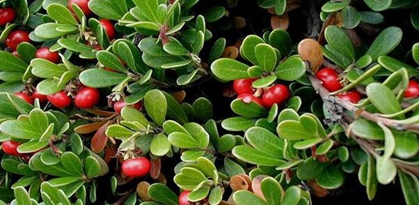 Cowberry